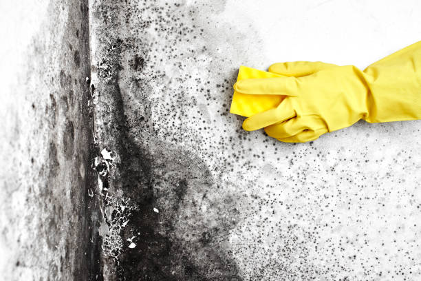 Best Black Mold Removal  in Hayden, AL