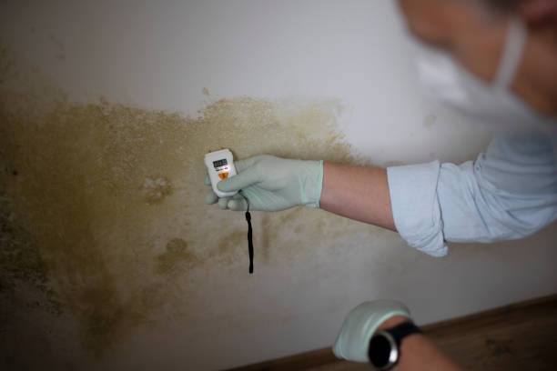 Best Mold Testing and Removal  in Hayden, AL