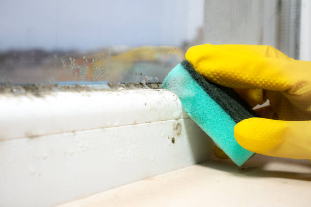 Best Office Mold Removal Services  in Hayden, AL