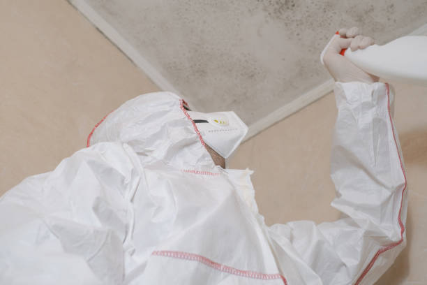 Best Toxic Mold Removal  in Hayden, AL