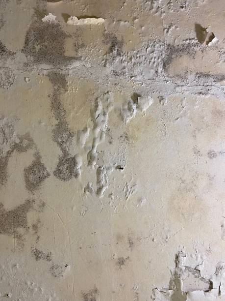 Best Crawl Space Mold Removal  in Hayden, AL