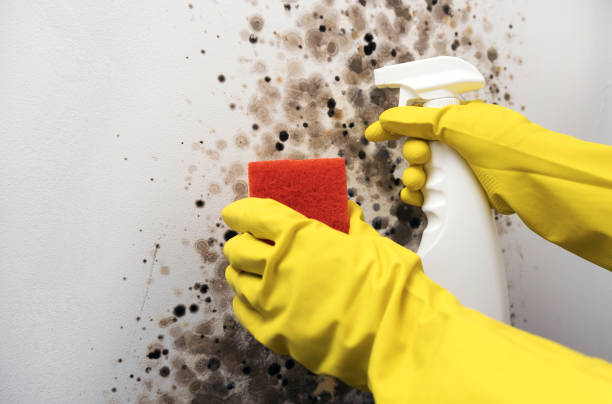 Best Mold Remediation  in Hayden, AL