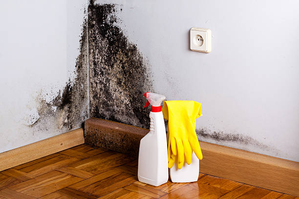 Mold Testing and Removal in Hayden, AL
