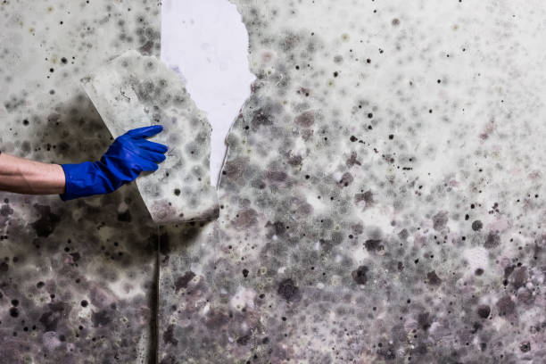Best Certified Mold Removal  in Hayden, AL