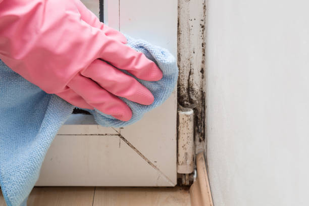 Best Local Mold Removal Service  in Hayden, AL