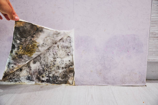 Trusted Hayden, AL Mold Removal Experts
